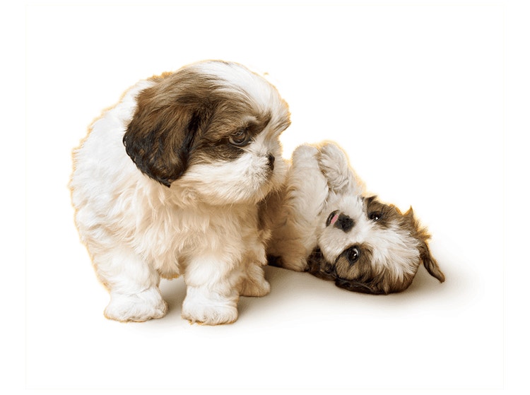 Shih Tzu Puppies