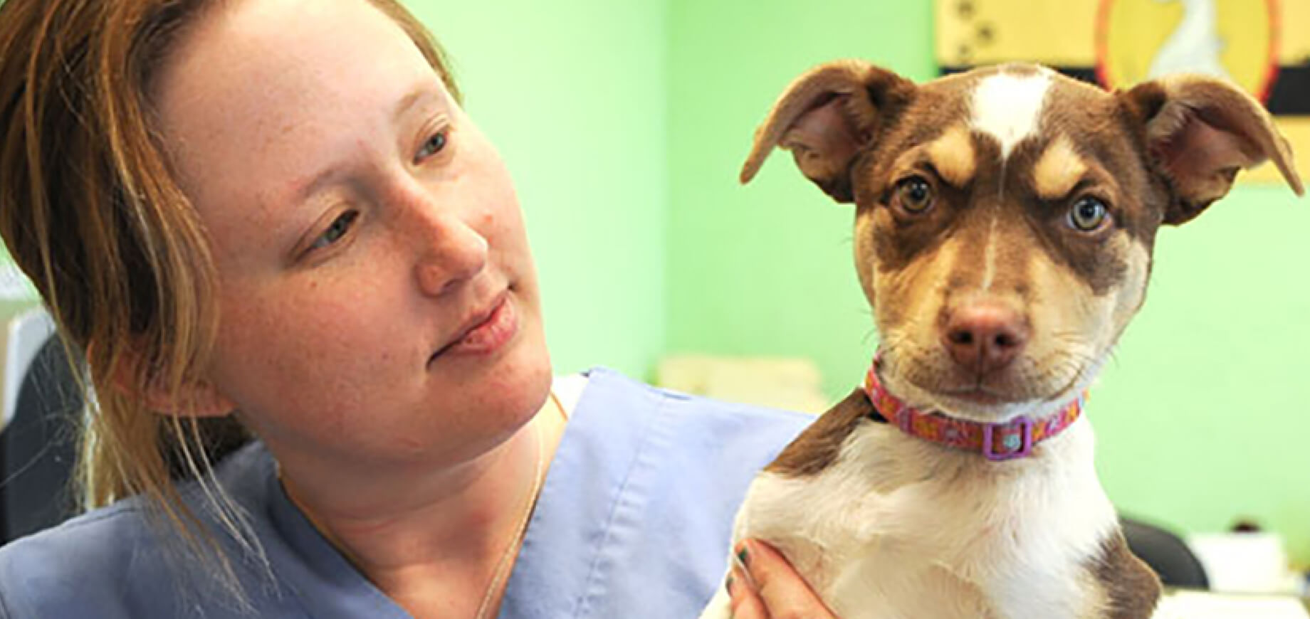 A Guide to Dog Allergies