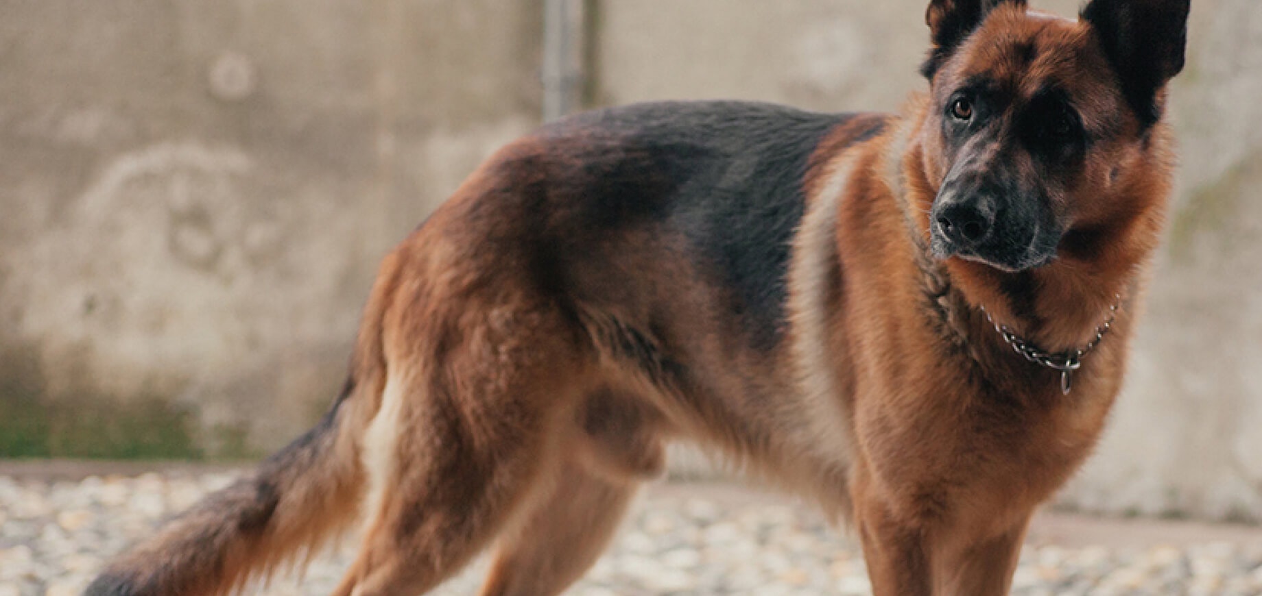 Finding a good dog breeder