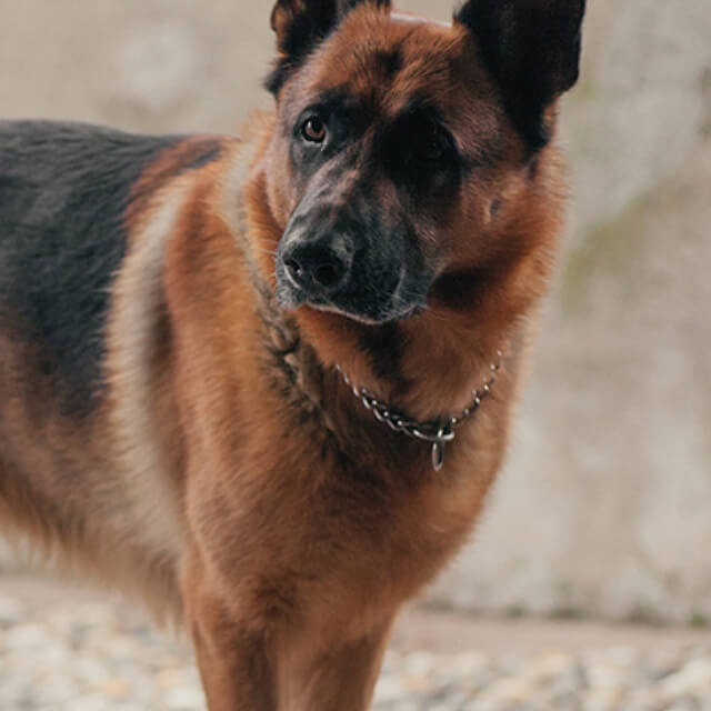 Finding a good dog breeder