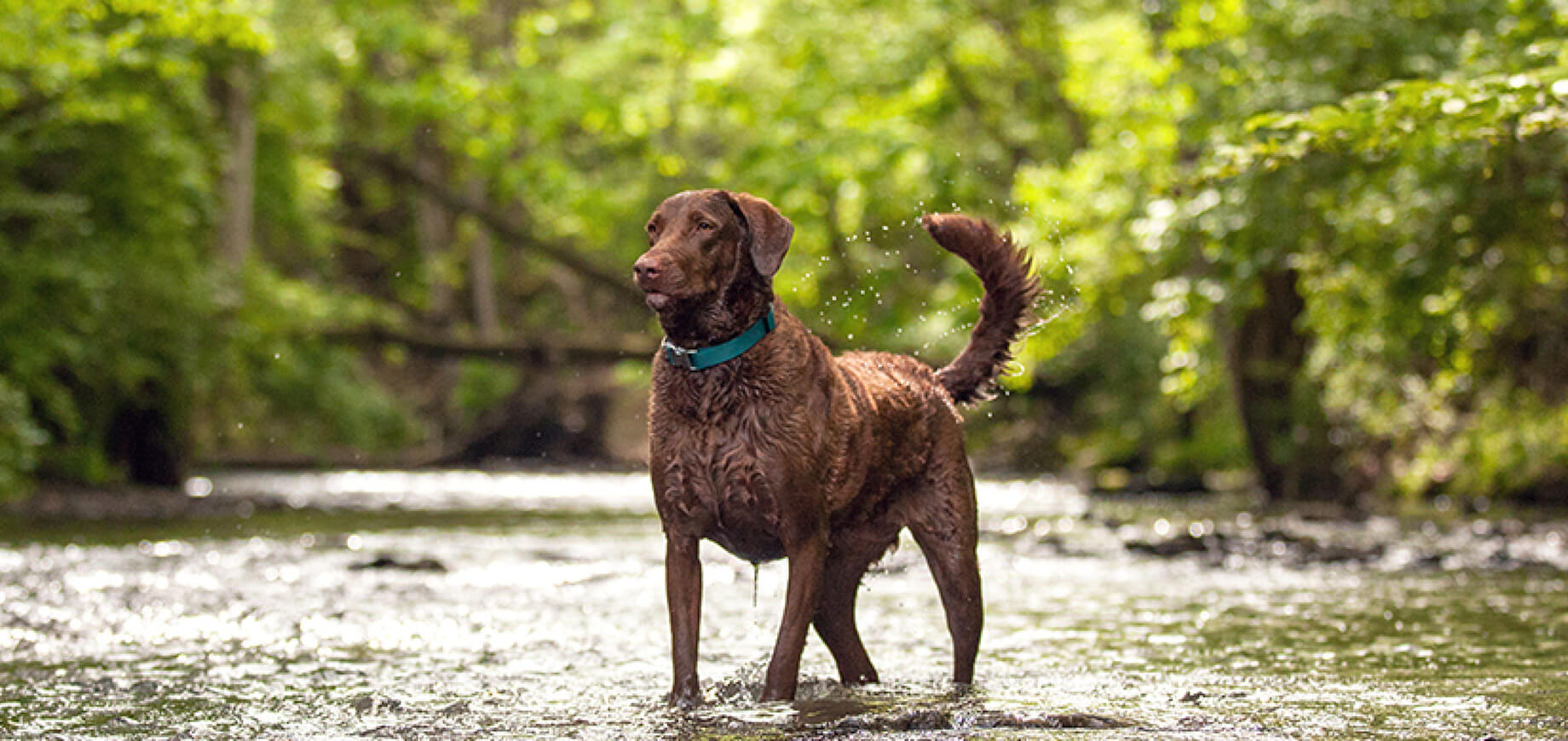 Train Your Dog to Roll Over
