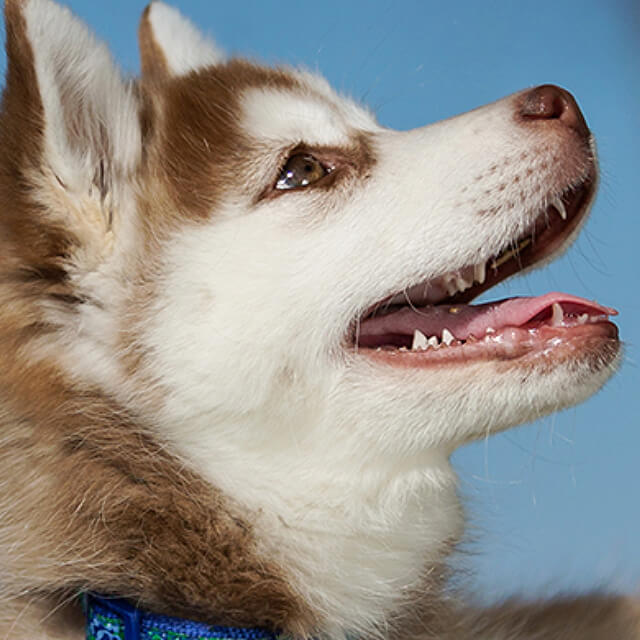 Problem-free mealtimes for puppies