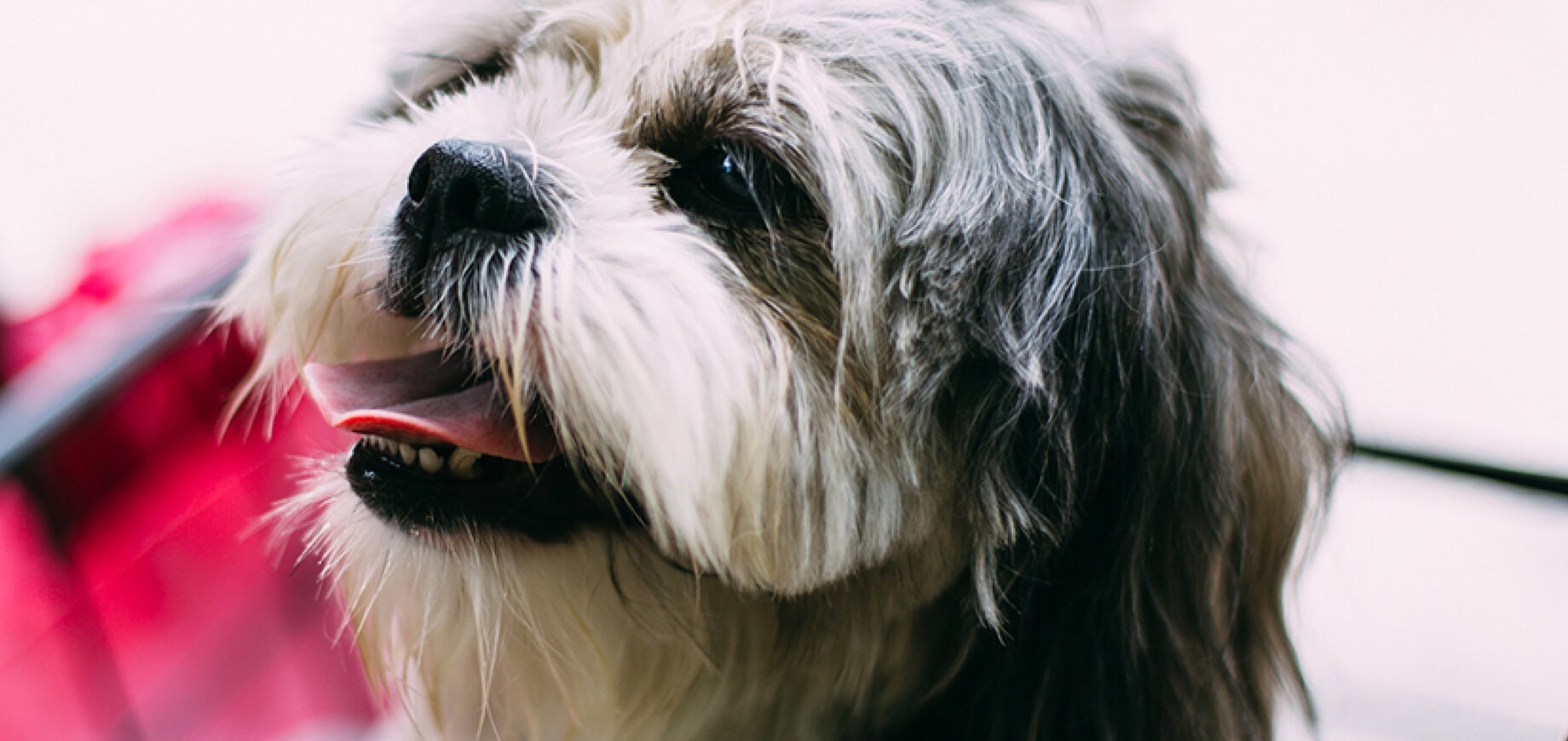 Playing with your dog or puppy