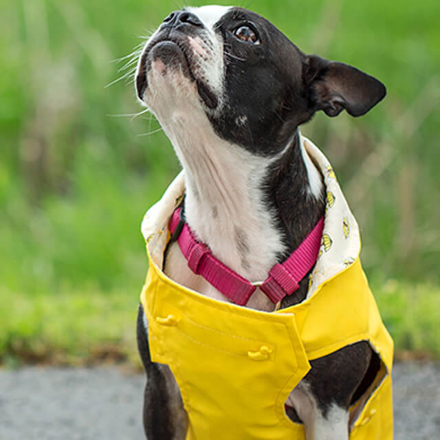 Everything You Need to Know About Dog Adoption