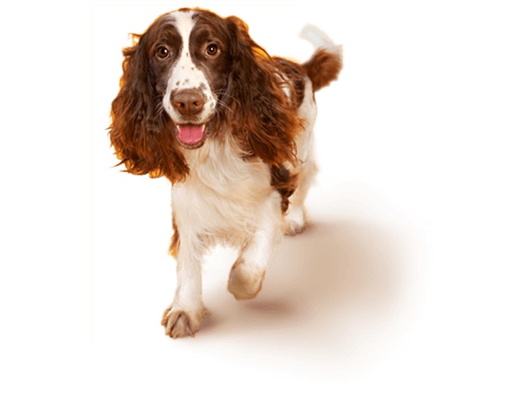 English Springer Spaniel