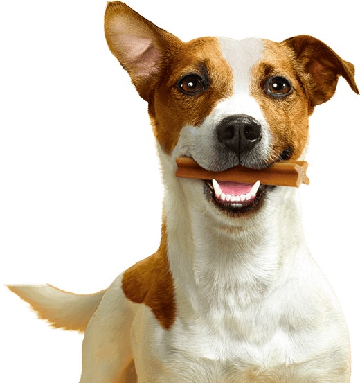 Dentastix Dog