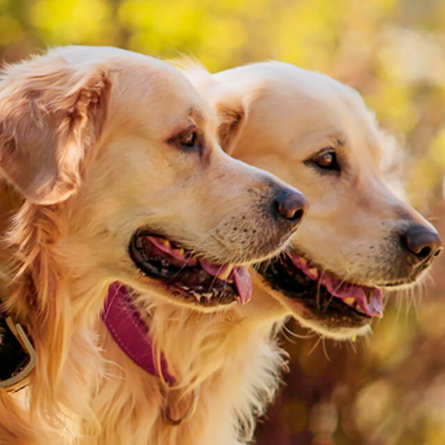 Socialisation: Taking on the world one paw at a time