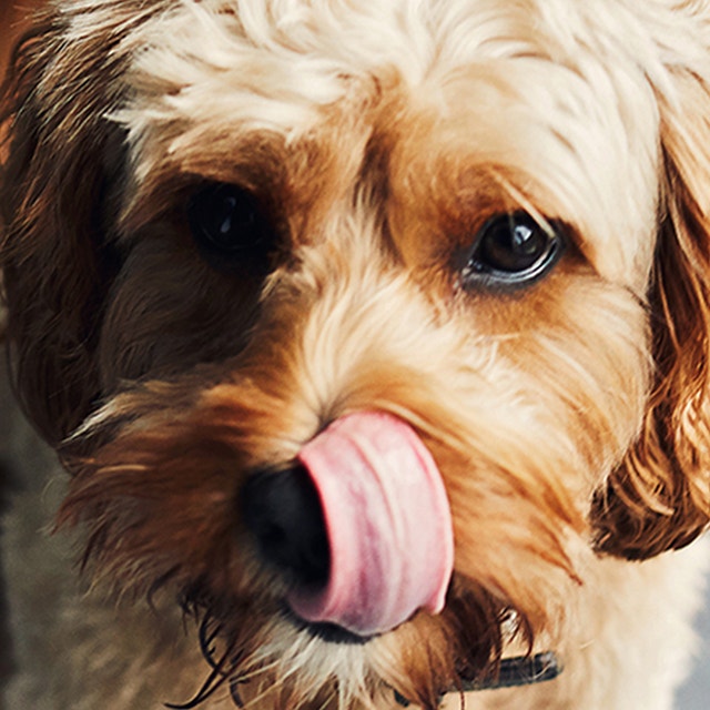 5 things I’d tell a new pet parent