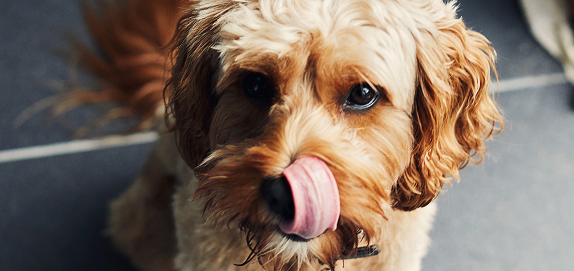 5 things I’d tell a new pet parent