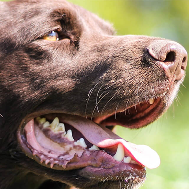 The first few days with your new dog