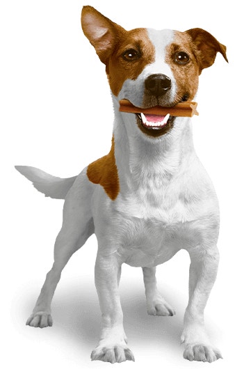 perfect chews for dogs