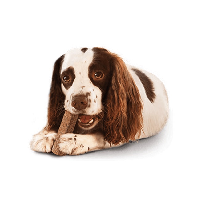 Protect Your Dog's Teeth