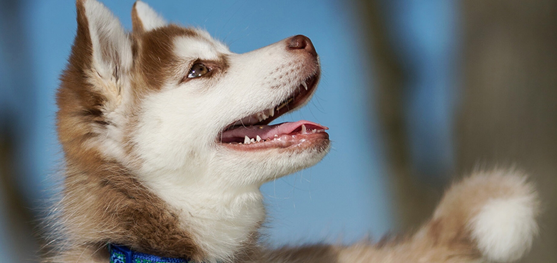 Getting to Know your Dog’s Teeth