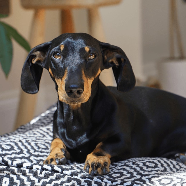 Guide to Dog Ear Infections