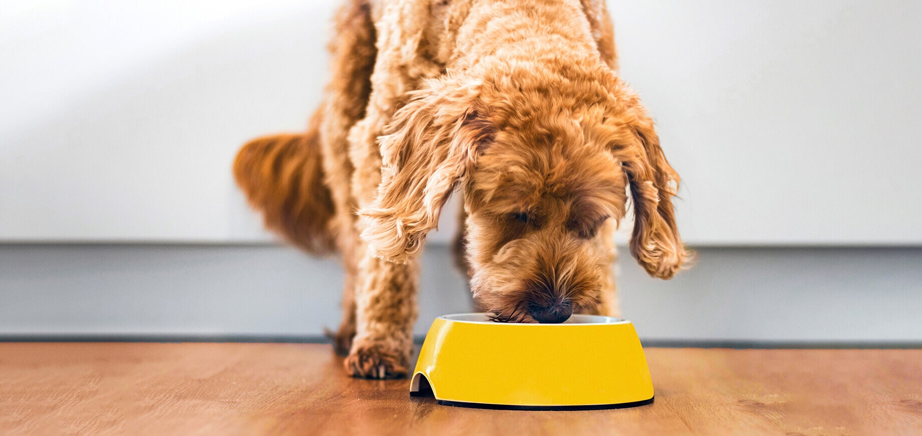 Boosting immunity through nutrition