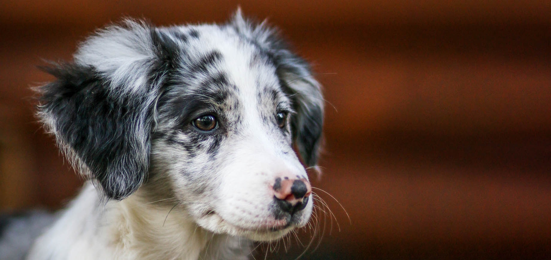 Want to try a different puppy food?