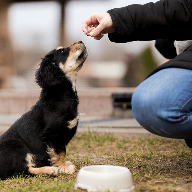 Calcium, phosphorus and your dog