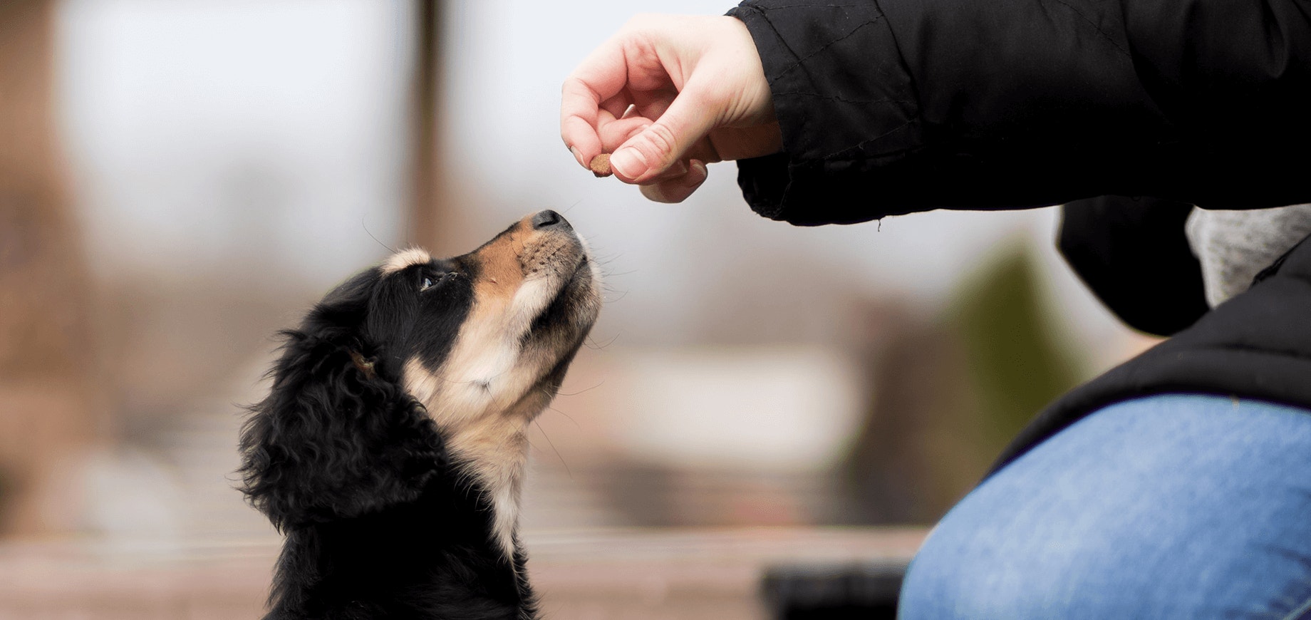 Calcium, phosphorus and your dog