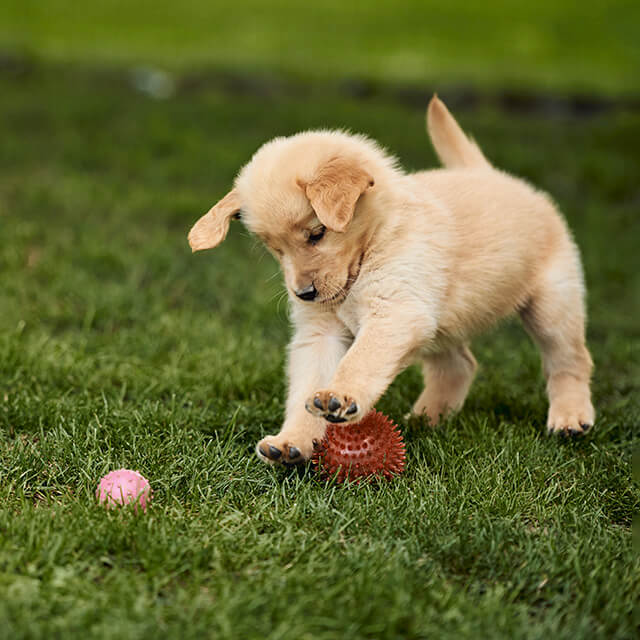 How to socialise a puppy