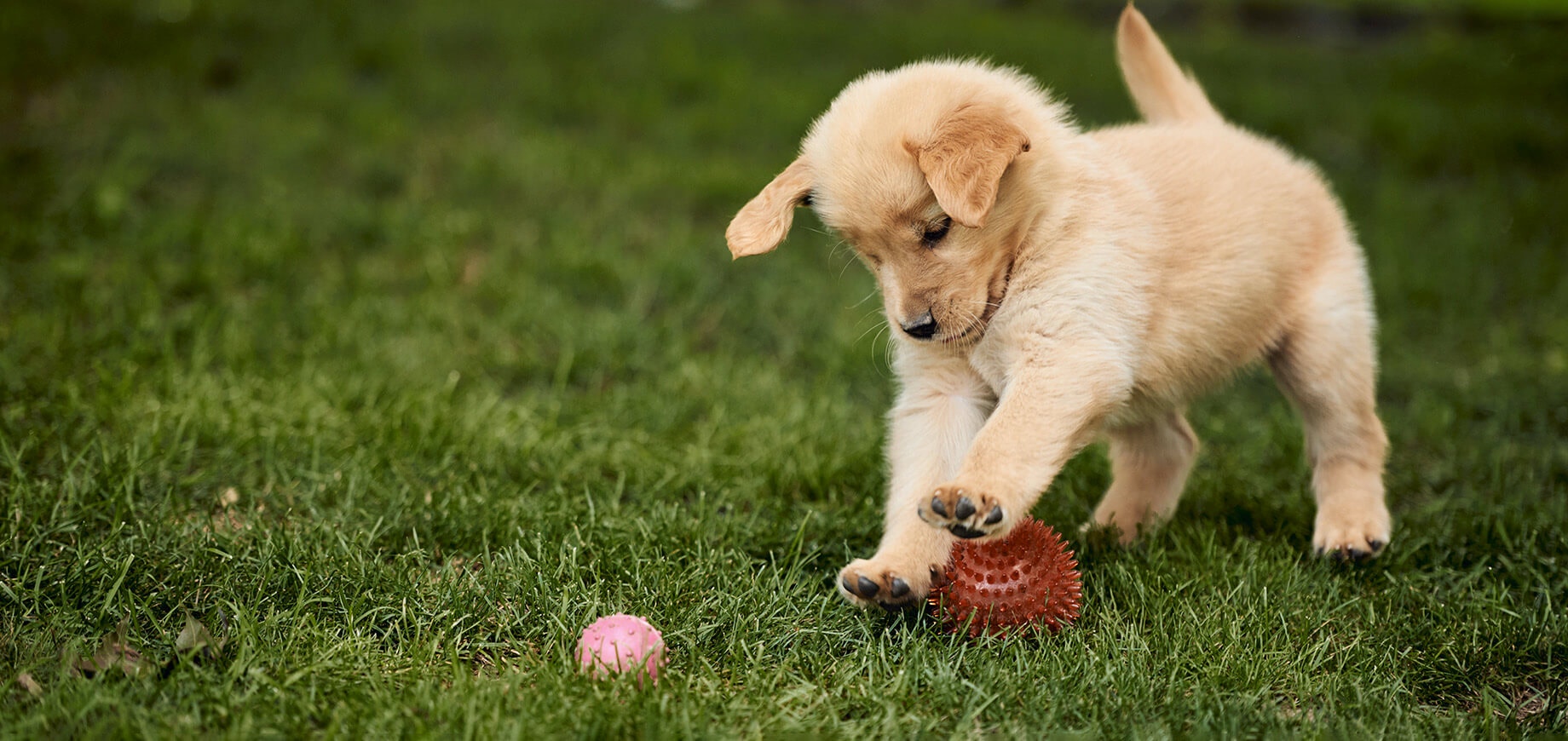 How to socialise a puppy