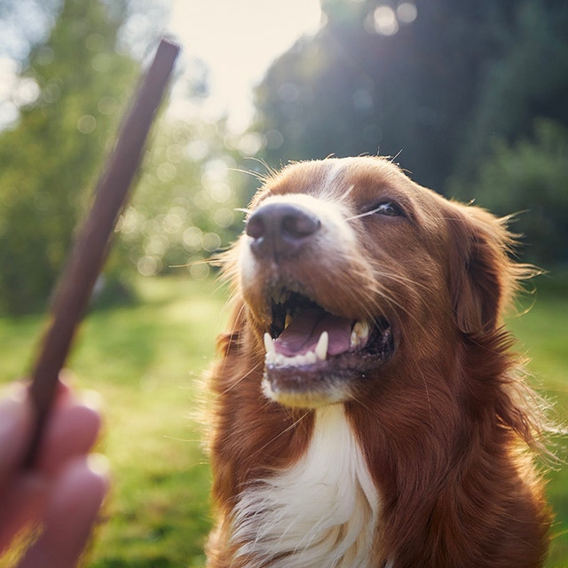 Adolescent dog training