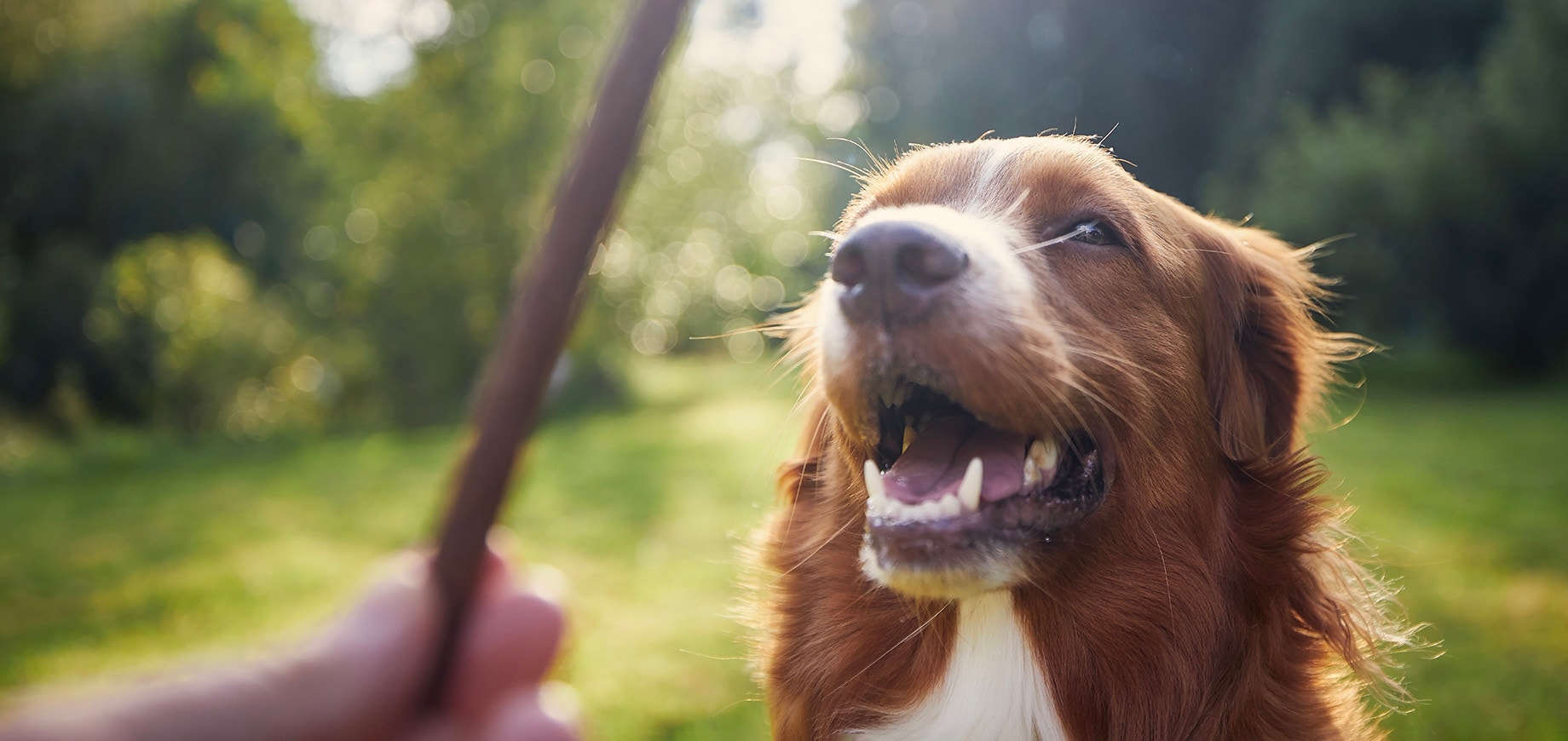 Adolescent dog training