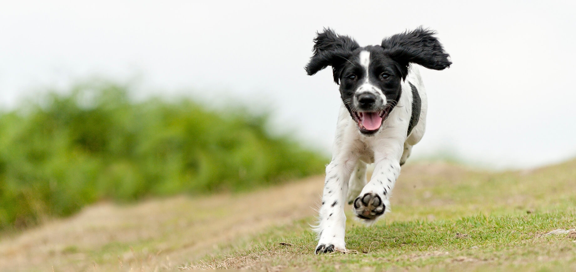 Dog recall training. Five steps to success.