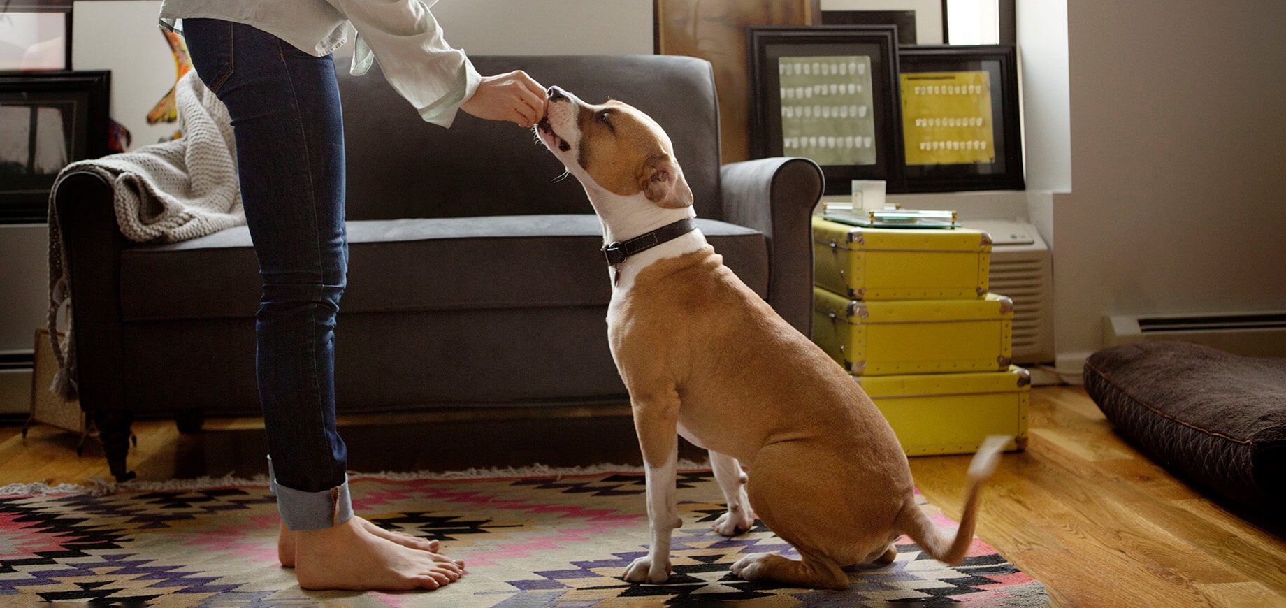 Reward-based dog training. What it is and why it works.