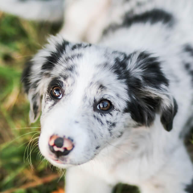 black and white puppy lying on grass looking up