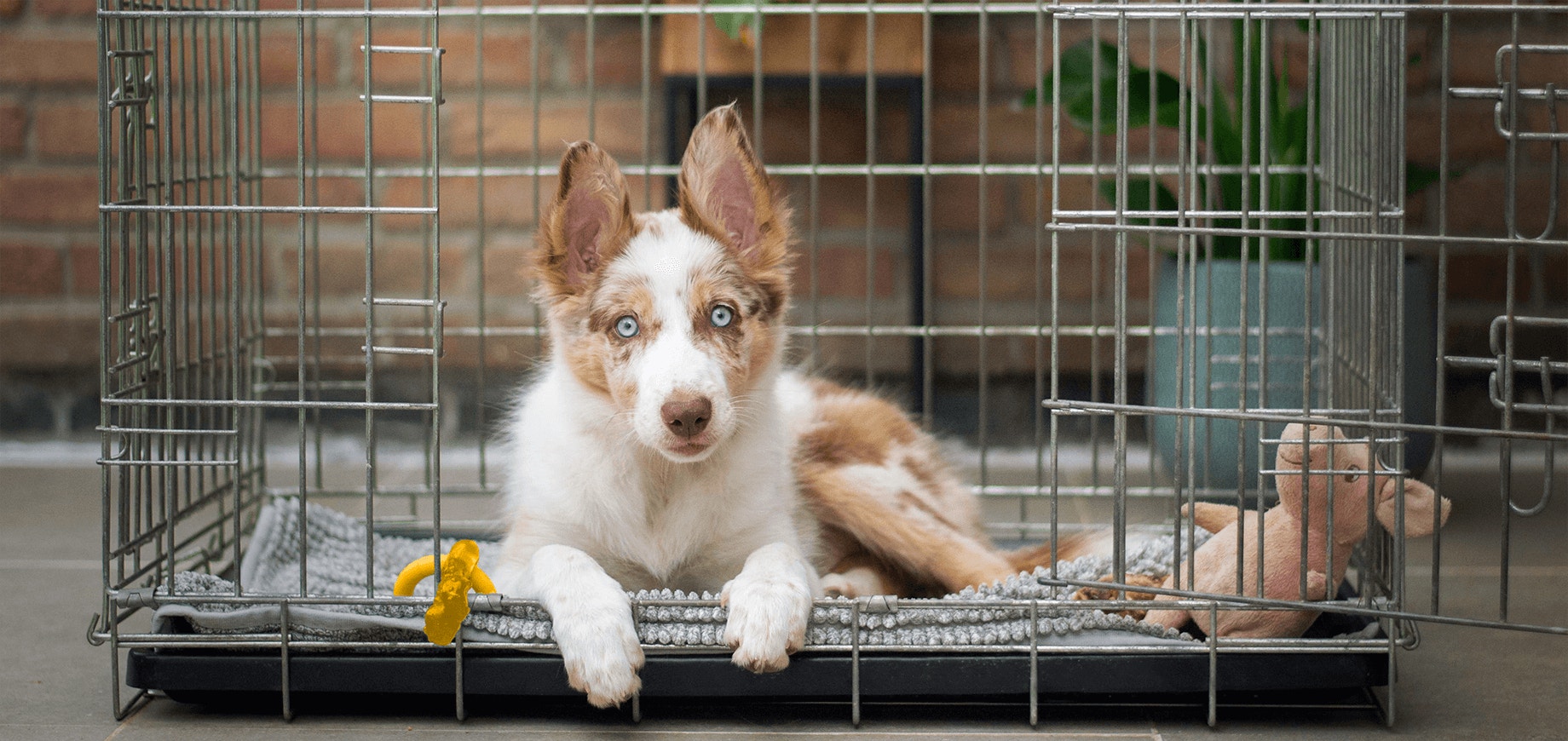 Dog in a crate
