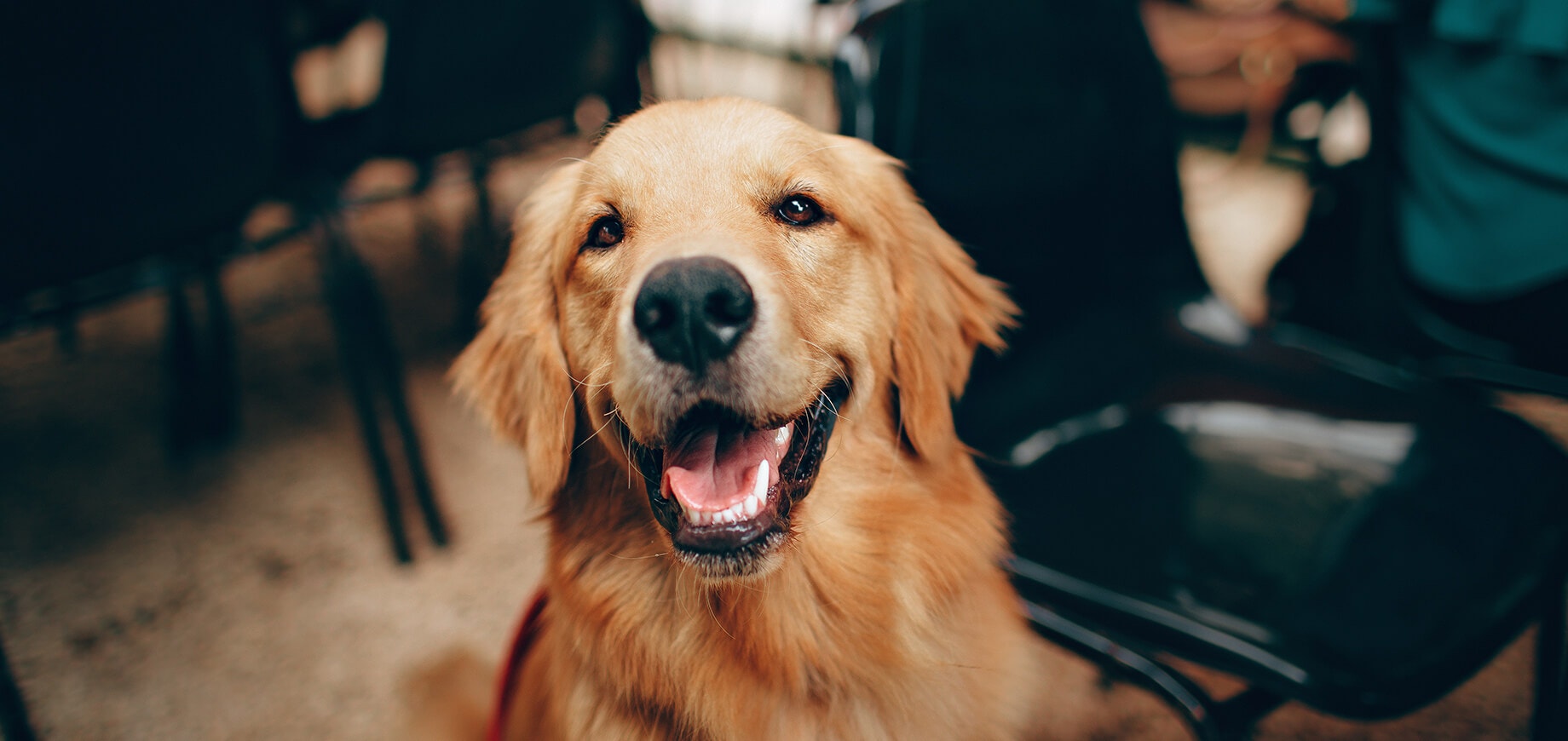a Golden Retriever dog looking at the camera