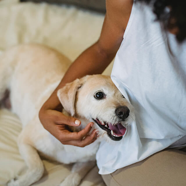 black woman stroking a dog on bed
