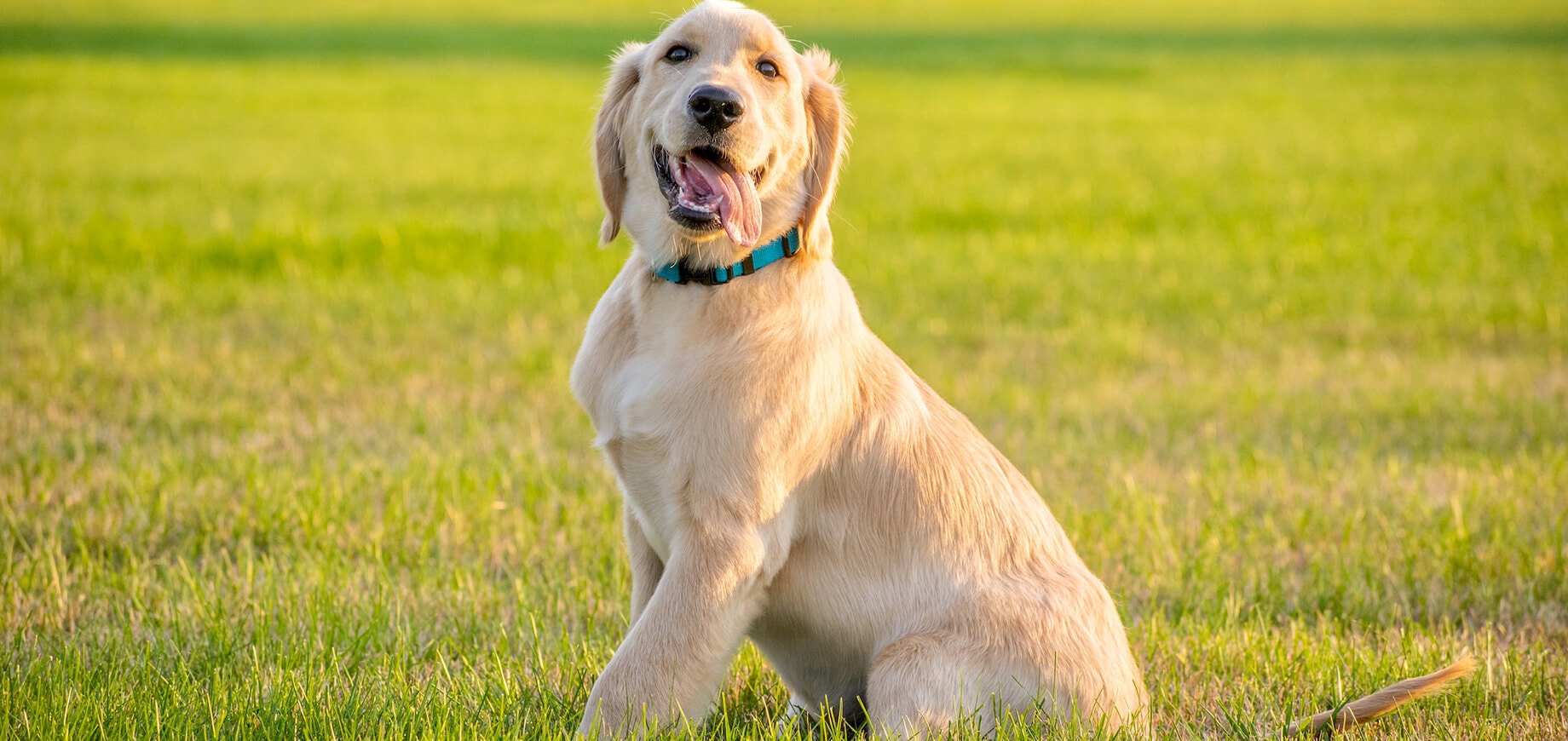 Full shot of Golden Retriever dog sitting in field on a sunny day