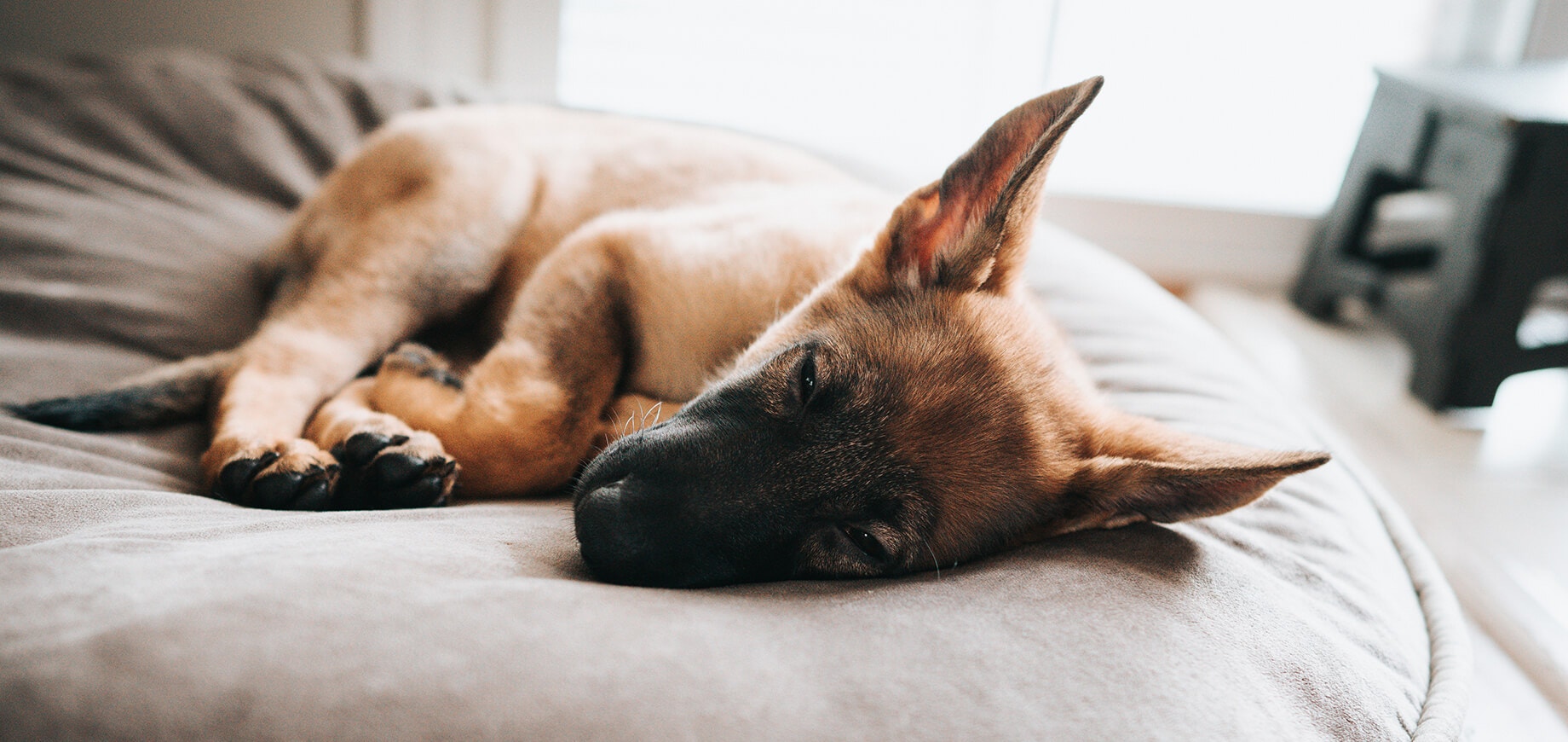Black and brown German Shepherd dog sleeping on a large cushion