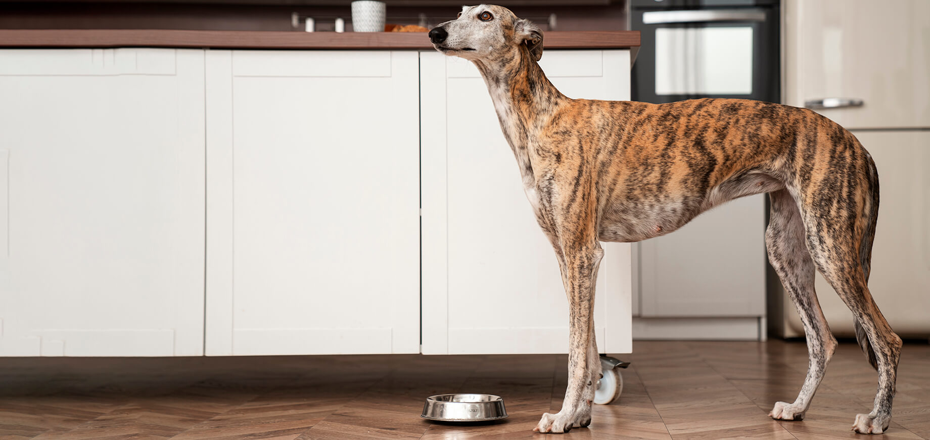 Side angle of a Greyhound dog with food bowl on floor.