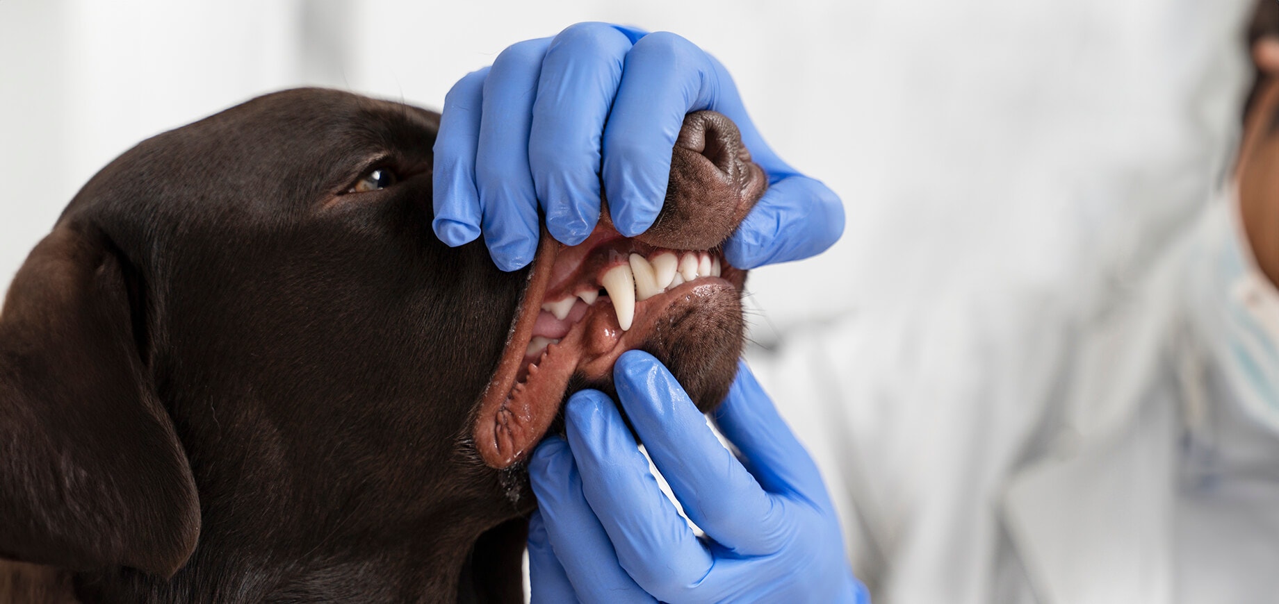 Vet wearing blue gloves and checking brown dog's teeth and gums