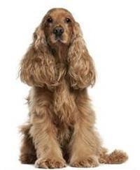 Sussex Spaniel