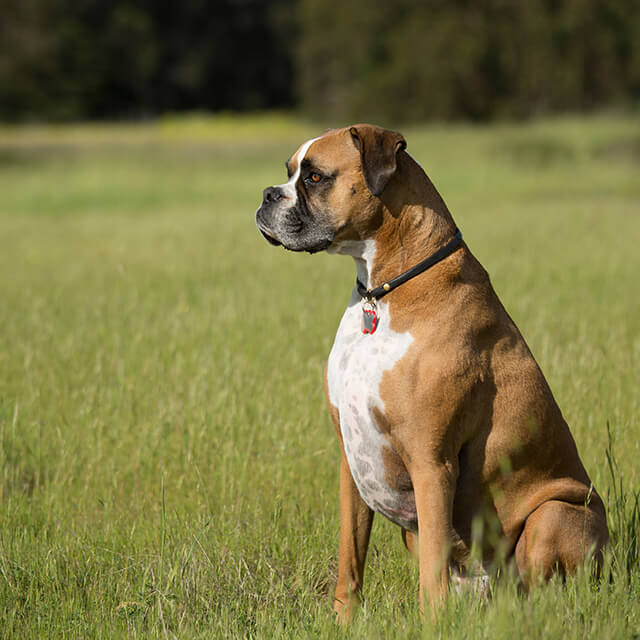 why do dogs eat grass