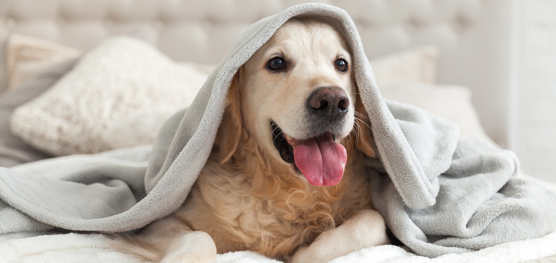 Happy smiling young golden retriever dog under a light gray plaid
