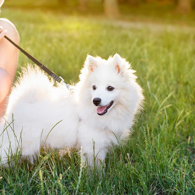Young white dog on a leash