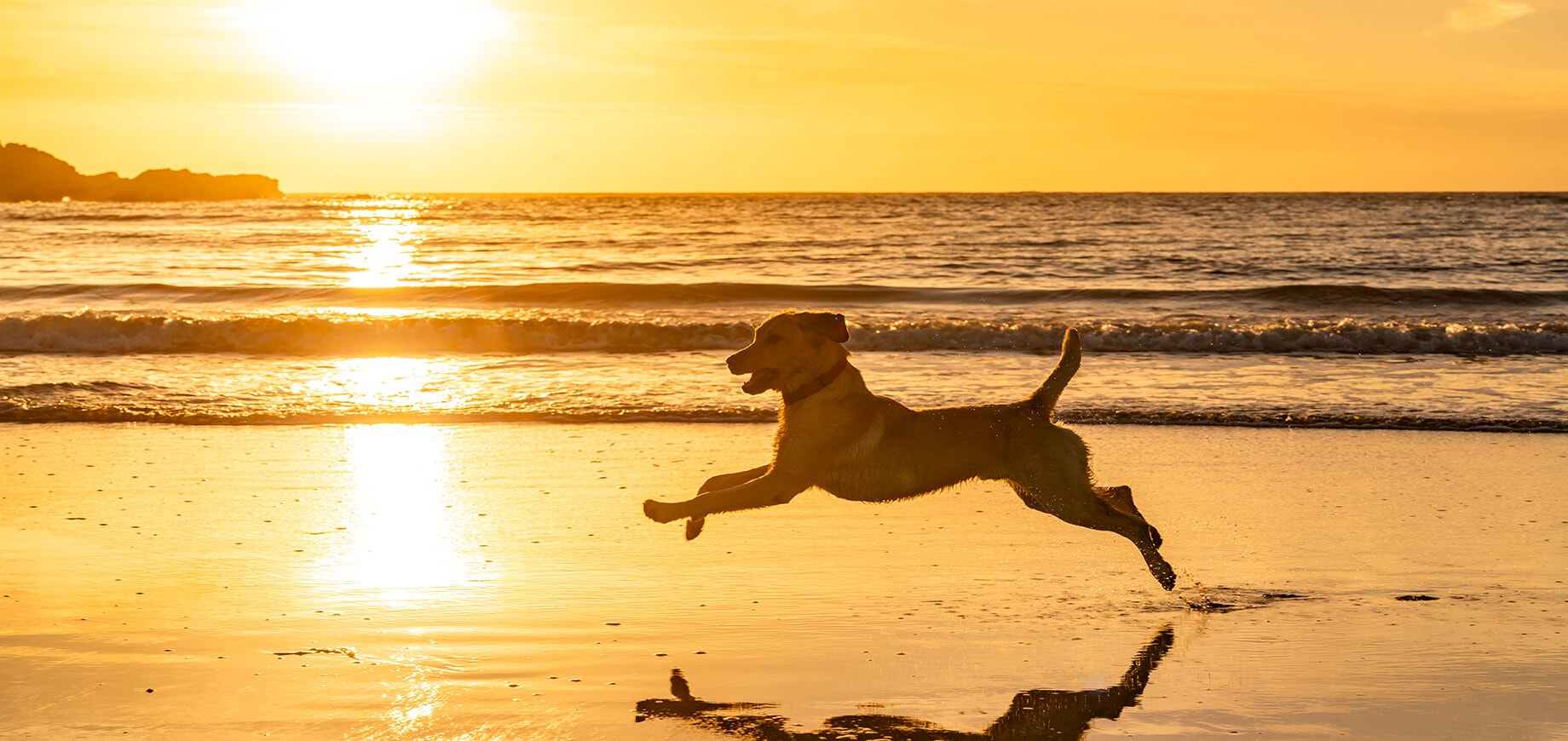 A happy dog running along the beach at sunset