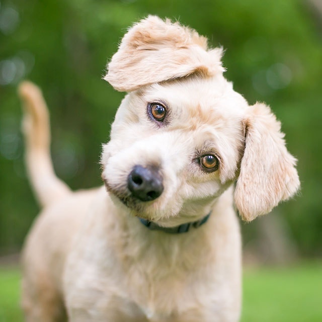 A Labrador Retriever/Poodle mixed breed puppy tilting their head
