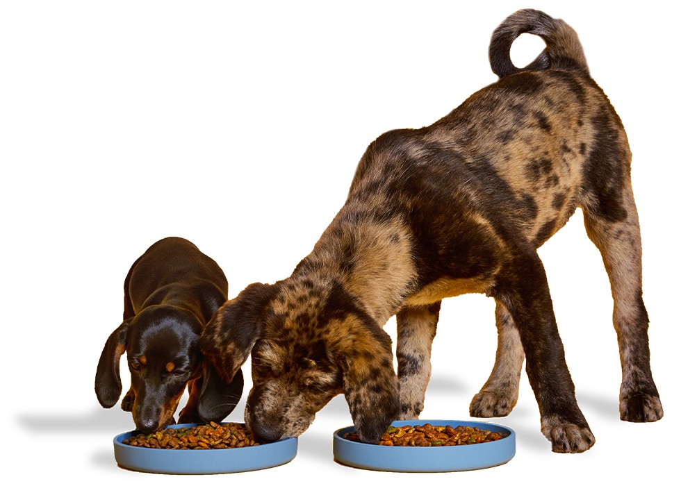 A dachshund puppy and a great dane puppy eat from a blue bowl filled with kibble