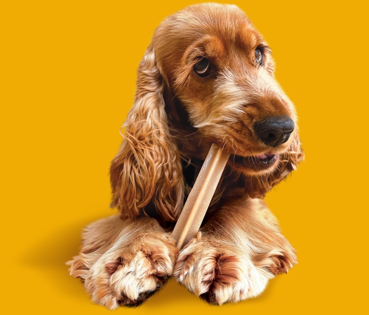 A cocker spaniel chews a Pedigree Dentastix dental chew