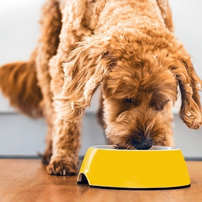 Pedigree Nutrition & Feeding