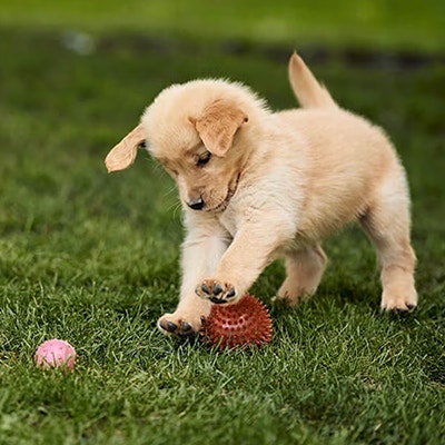 Pedigree Puppy Training