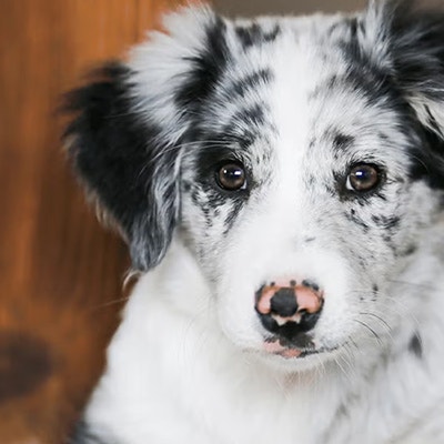 Pedigree Adoption Advice