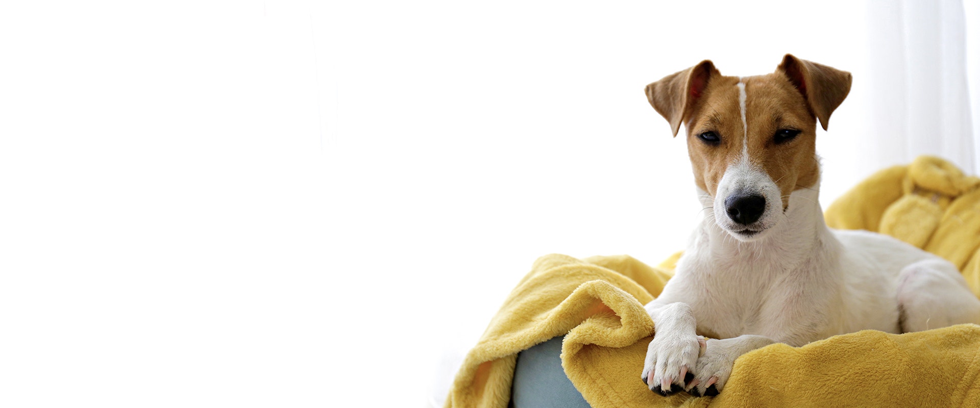 A tan and white jack russell terrier lays on a yellow blanket in a dog bed.