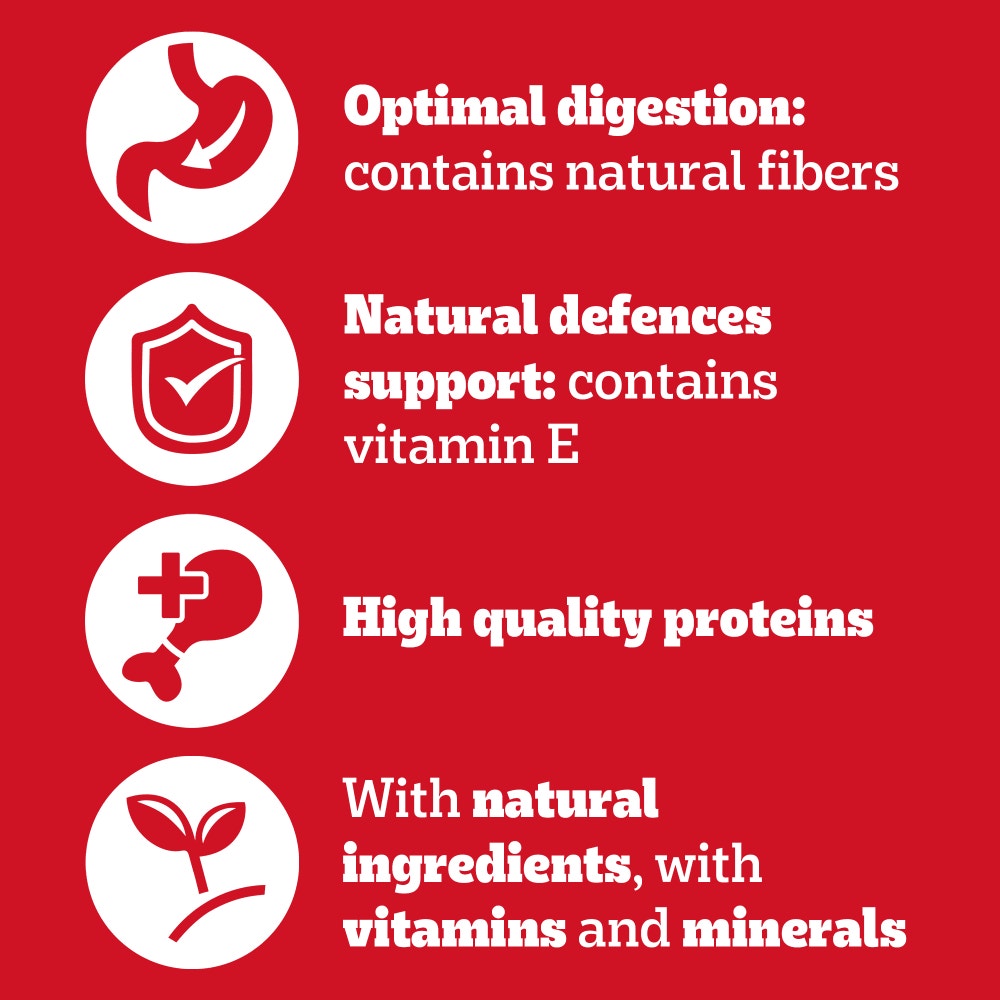 PEDIGREE® Adult Wet Dog Food Chunks in Gravy with Beef 400g Can