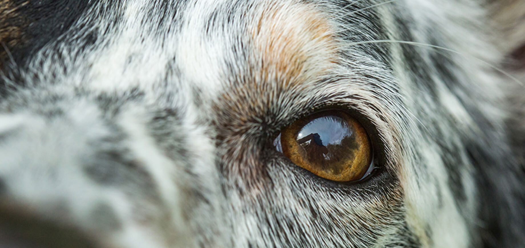 Boost your dog's confidence